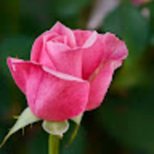 Meet your Posher, Dianna